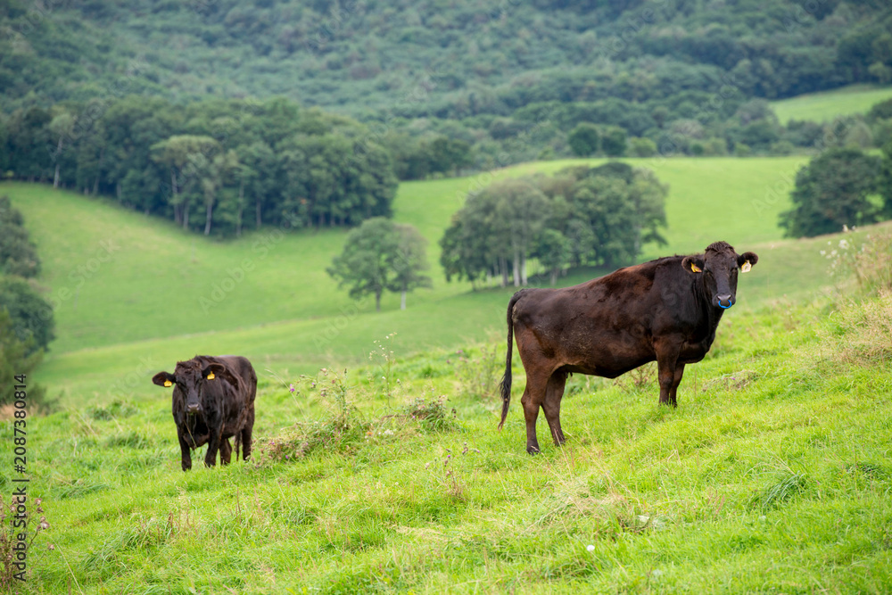 Fototapeta premium Black cattle mother and calf grazing peacefully in lush green pasture landscape