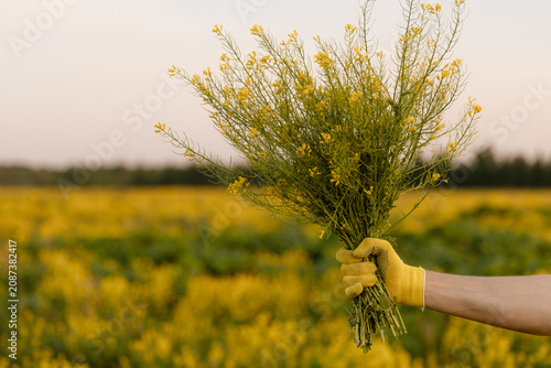Foto Gloved hand grips freshly cut yellow wildflower bunch with slender green stems o