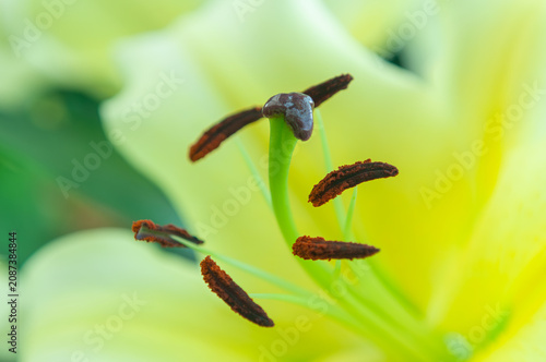 Photography Blooming yellow lily with vivid reproductive structures and silky petals