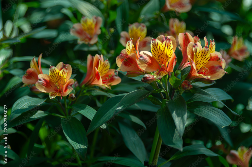 Fototapeta premium Vibrant Alstroemeria flowers blooming in a lush garden, displaying striking orange and yellow petals with distinctive dark markings. Colorful Peruvian lilies create an elegant summer floral background