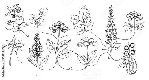 Billede på lærred Botanical herbs and medicinal plants collection in one line art style