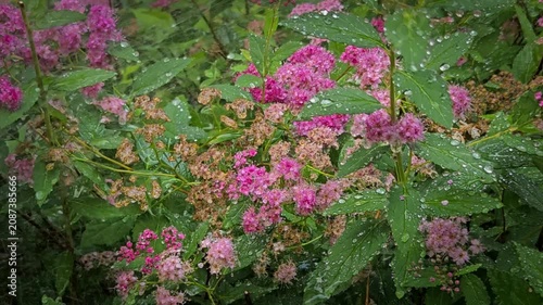 Watering pink Japanese Spiraea (Spiraea japonica) in summer. Droplets cling to green leaves and rose-pink flower clusters, Video