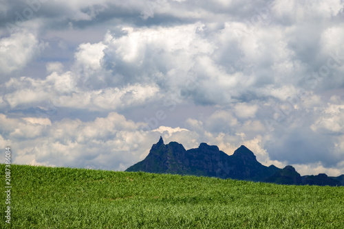Scenic image of a Sugar cane field near Moka Range mountains on Mauritius island, Africa	