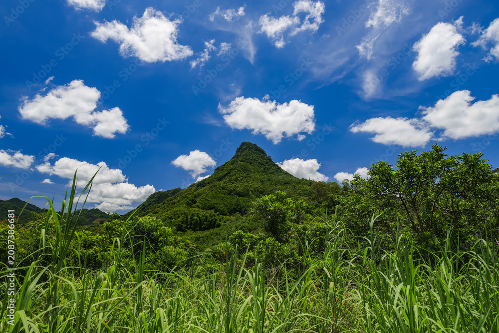 Fototapeta premium Scenic image of a Sugar cane field near Moka Range mountains on Mauritius island, Africa 