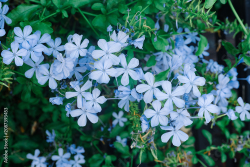 Quadro su tela Close-up of light blue Plumbago auriculata flowers with green leaves