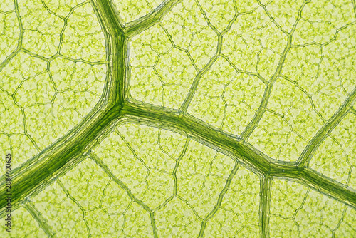 Scientific botanical illustration of a living leaf vein network under microscopic view, showing detailed vascular structure and surrounding plant cells for biology education and publications.