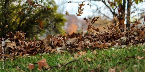 a pile of autumn leaves during a cleanup. a leaf blower in use with oak leaves in the air. beauty in nature seasonal landscape.