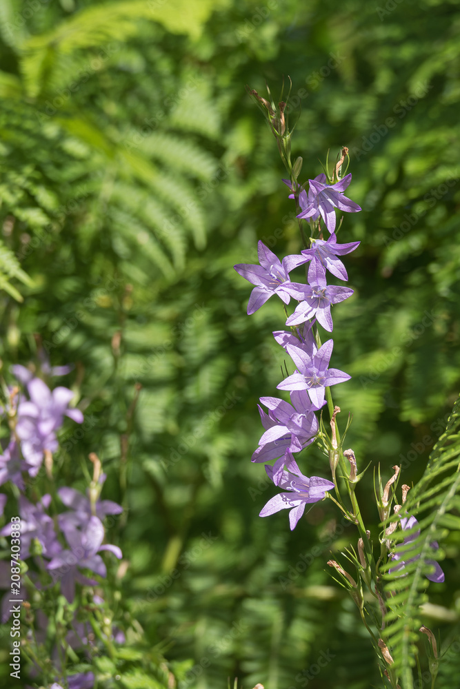 Obraz premium Rampion bellflower stalk Campanula rapunculus with ferns