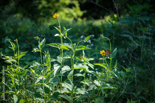 Fotografie monarch butterfly perched on a yellow wildflower in a lush green meadow