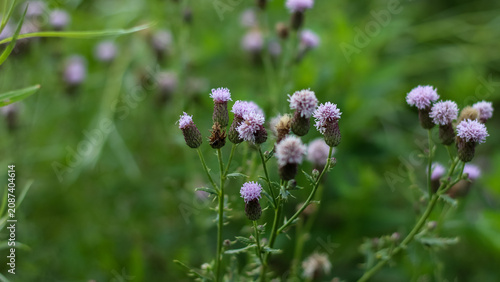 Fotografie Close-up of creeping Canada thistle purple flowers blooming in a vibrant summer meadow field with a soft bokeh background