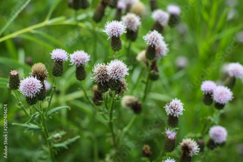 Φωτογραφία Canada thistle (Cirsium arvense) blooming near a watershed trail in Minnesota, showing pale purple flowers