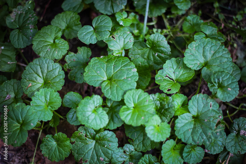 Foto Green ground ivy leaves growing as dense groundcover in a garden, creeping charlie background