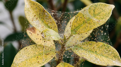 Close Up of Spider Mite Infestation on Yellowing Plant Leaves With Webbing