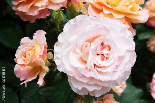 amazing peach-pink color rose blossoming at cloudy day. close up