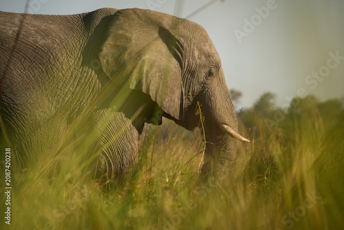 Photography African elephant, Botswana