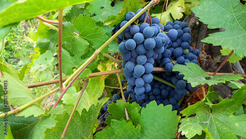 Bild auf Leinwand A large, ripe cluster of dark purple grapes growing on a vine in a vineyard
