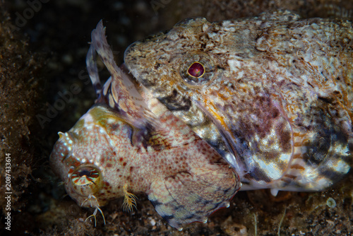 Fotografie A voracious lizardfish feeds on an unlucky blenny on a reef in Indonesia