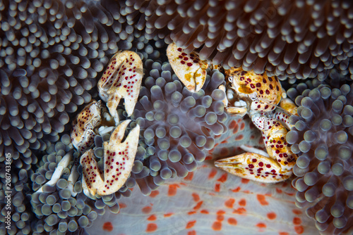 A pair of Porcelain crabs, Neopetrolisthes maculatus, snuggle amongst the tentacles of their host anemone on a reef in Indonesia. This is a mutualistic symbiosis between crabs and anemone.
