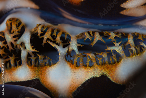Photography Detail of the siphon of a giant clam, Tridacna derasa, growing on a coral reef in Indonesia