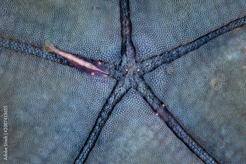 Canvas Print A tiny shrimp, Periclimenes soror, lives symbiotically on a blue sea star on a coral reef in Indonesia
