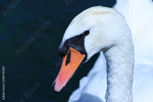 Portrait rapproché d’un cygne tuberculé avec gouttes d’eau