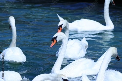 Groupe de cygnes tuberculés nageant sur le lac Léman à Genève