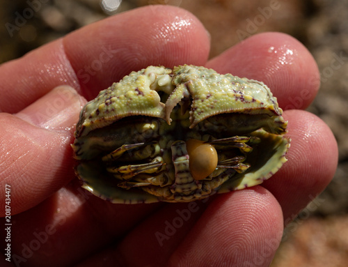 Calappa hepatica, the reef box crab. Red Sea. An animal in the hand of a man.