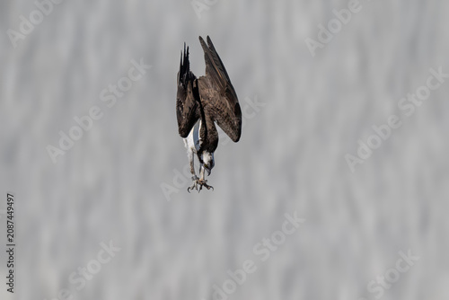 Majestic Osprey in flight while catching a fish over the water. Dynamic wildlife action showcasing the hunting skills, powerful talons, and natural behavior of this iconic bird 