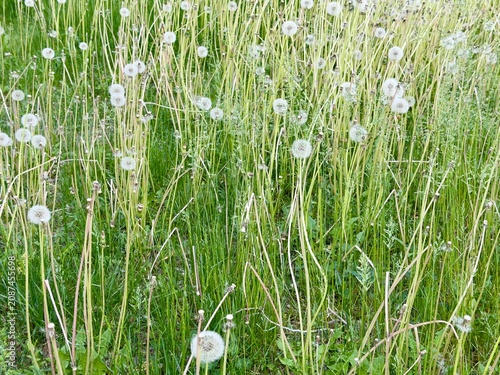 Field of  dandelions weeds 