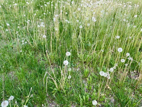 grass and weeds