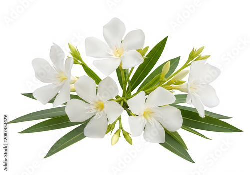 Beautiful white oleander flowers with green leaves isolated on transparent background, isolated on white background