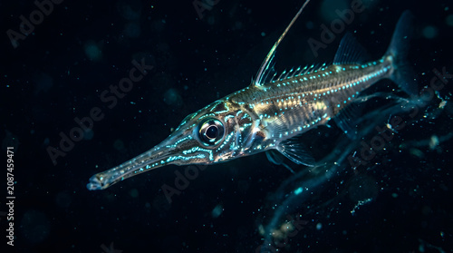 longspine snipefish glowing blue
