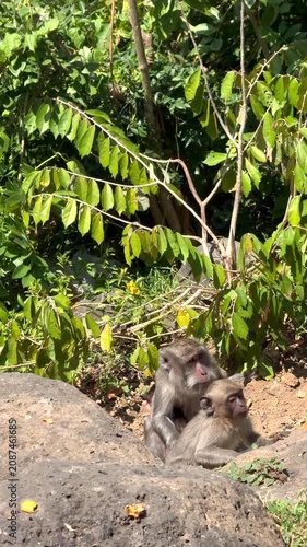 Two juvenile macaque monkeys feeding together on rocky forest ground beside dense green foliage in bright midday sunlight, one alert while other nibbles food, with monkey, macaque, primate, wildlife