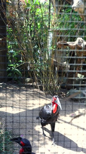 Black ground hornbill with raised foot and vivid red throat sac stands in mesh enclosure, framed by bamboo and foliage, showing long curved beak, dark plumage, and alert profile