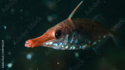 longspine snipefish extreme closeup
