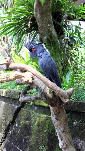 Black palm cockatoo perched on twisted branch in lush tropical garden with raised crest and alert head turn, matte charcoal plumage, vivid red face, natural daylight, vertical view