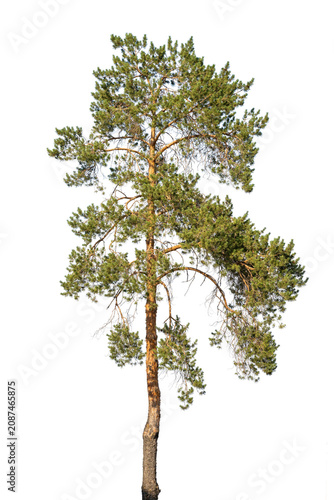 Obraz na plátně Large tall pine tree cutout on transparent background for architectural visualization