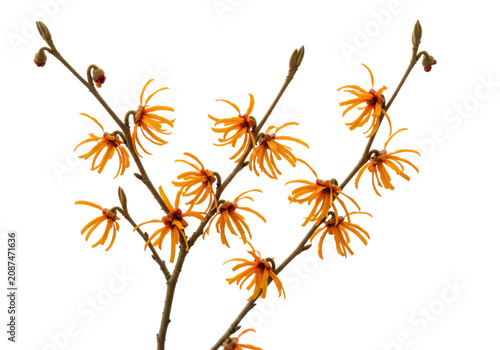 Three highly detailed blooming witch hazel (hamamelis mollis) branches with vibrant orange, spidery petals, macro shot against a clean, transparent background. Concept of delicate spring awakening