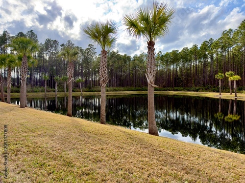 tropical pond in Florida 
with palm trees