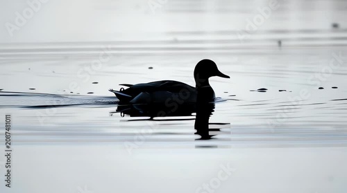 A Lone Dark Silhouette of a Duck Swimming Serenely Across the Calm Reflective Surface of a Peaceful Lake During the Early Morning Light