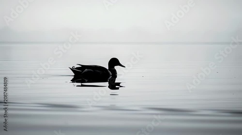 A serene minimalist capture of a lone duck, its dark silhouette strikingly clear against the muted, tranquil expanse of water and a hazy horizon, embodying quiet beauty and natural focus