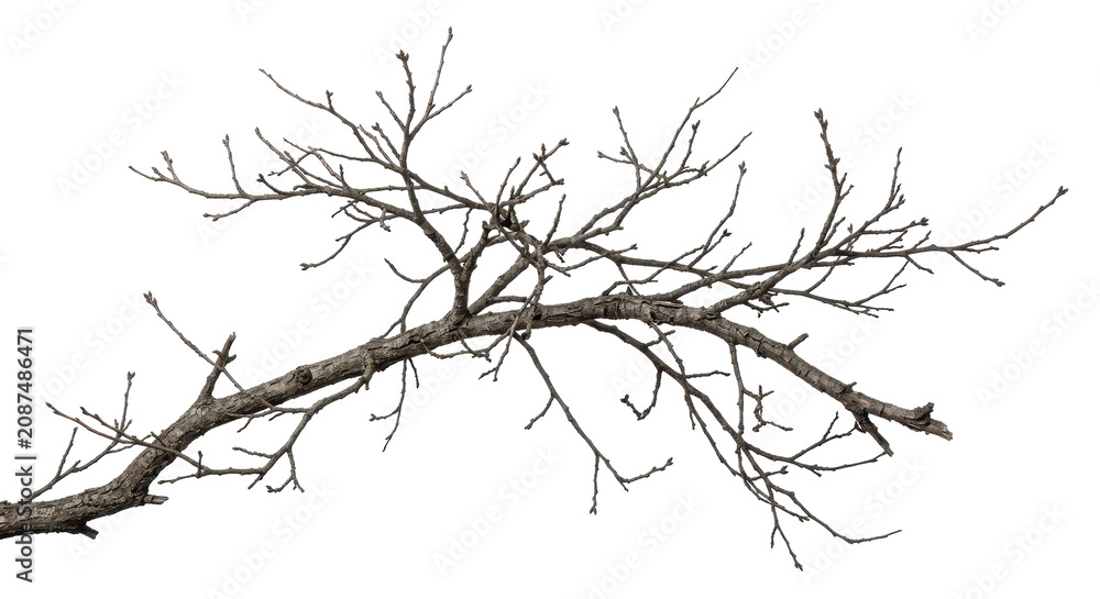 Fototapeta premium Barren tree branch extends against a white background