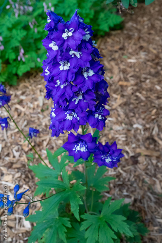Vibrant Blue Larkspur Spikes with White Bees