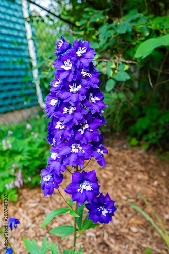 Close-up of Vibrant Blue Delphinium Flower Spike with White Centers