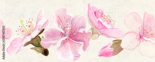 Sakura flowers horizontal seamless border watercolor, pink tones, hand-painted in natural botanical style. Perfect for wedding invitations, spring card, packaging, textile design. Beige textured paper