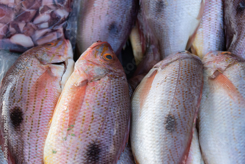 Fresh Red Snapper on Ice at Seafood Market, seafood concept