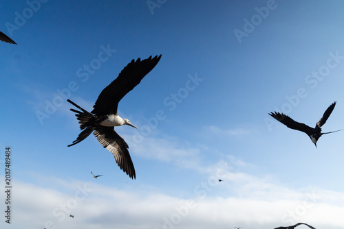Title: Majestic frigatebirds flying high in a clear blue sky with spacious copy space