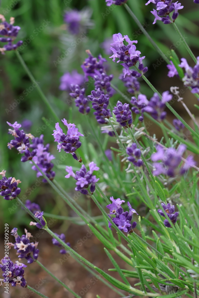 Naklejka premium Purple Lavender Flowers Blooming in Garden