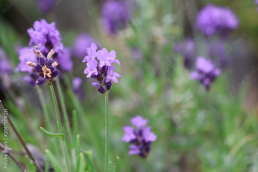 Obraz premium Beautiful Lavender Field with Purple Blossoms