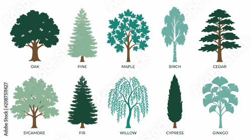 Collection of Diverse Flat Design Tree Silhouettes with Labels, Including Oak, Pine, Maple, Birch, Cedar, Sycamore, Fir, Willow, Cypress, and Ginkgo, on White Background, Vector Illustration